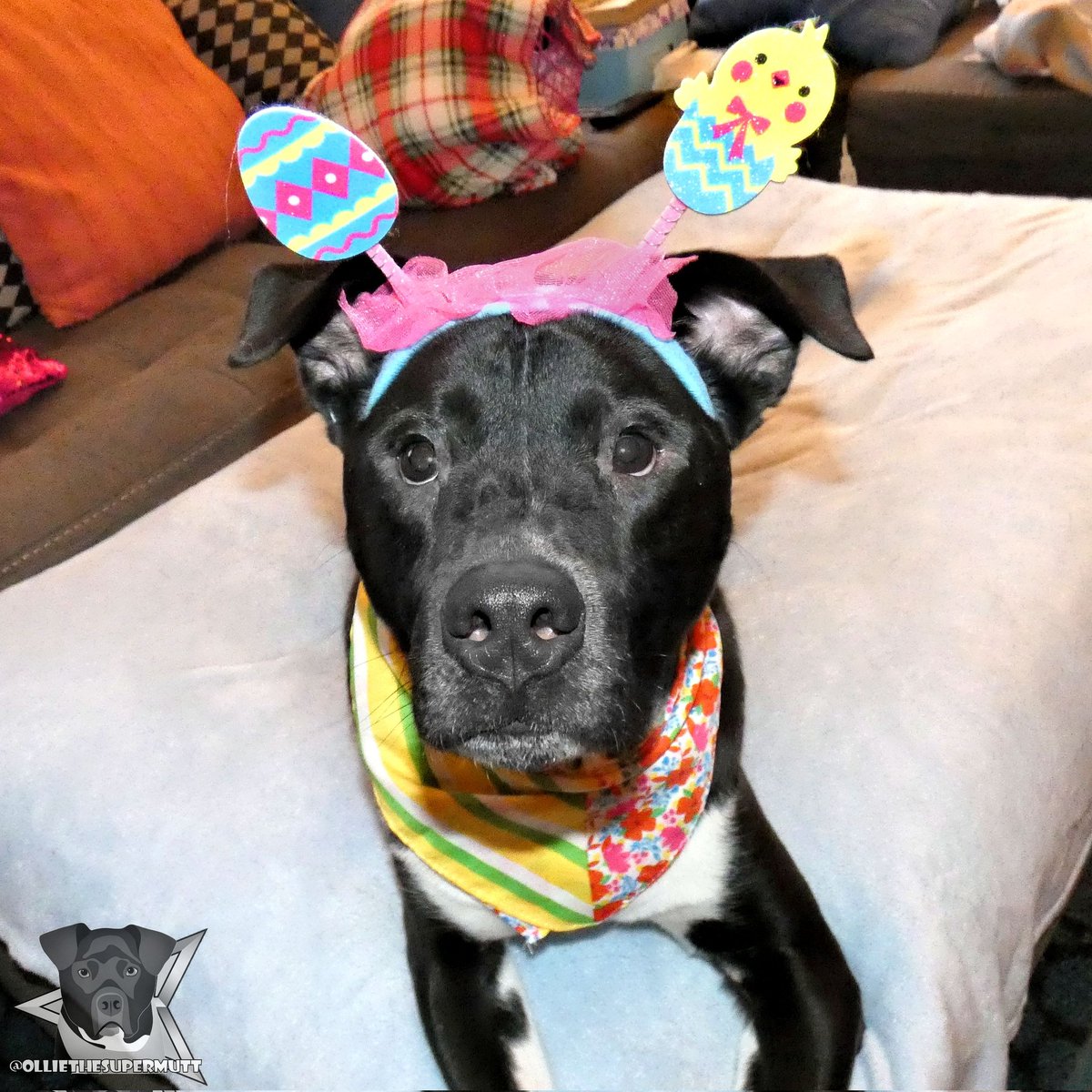 Easter is almost here! I'm so eggcited! 🐣 Mommy's making a ham and she said she would give me some! I can't wait! 😋
.
-🐶-
.
#dogsoftwitter #dogsofinstagram #Twitterdogs #Easter Easter Happy Easter Easter Weekend #HappyEaster #happyEaster2022 #EasterBunny