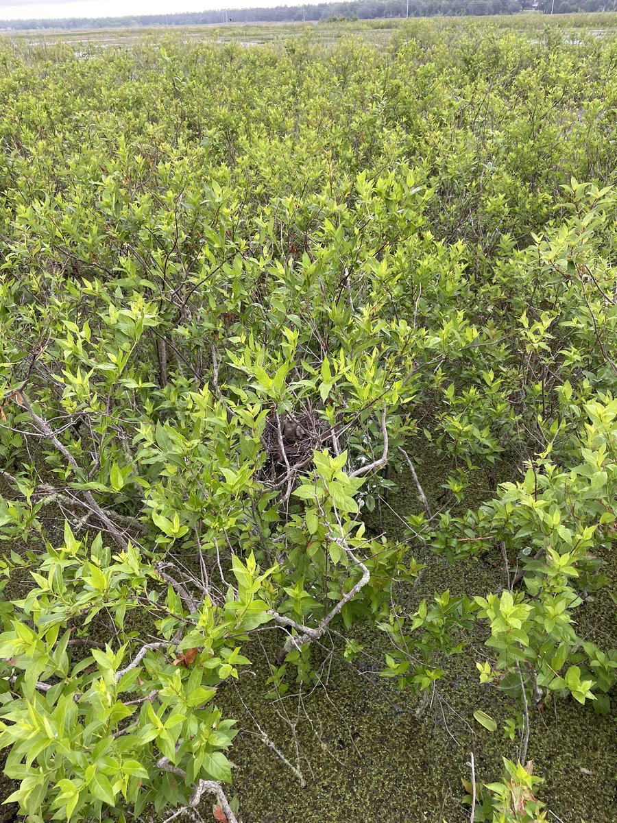 Meghan_A_Beatty's tweet photo. I spy one small #SnailKite in a sea of buttonbush. https://t.co/CYdg6OxyOr