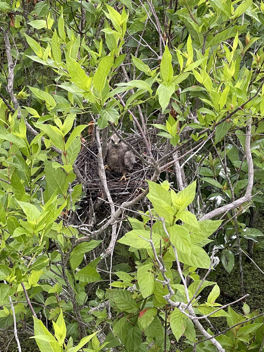 I spy one small #SnailKite in a sea of buttonbush.