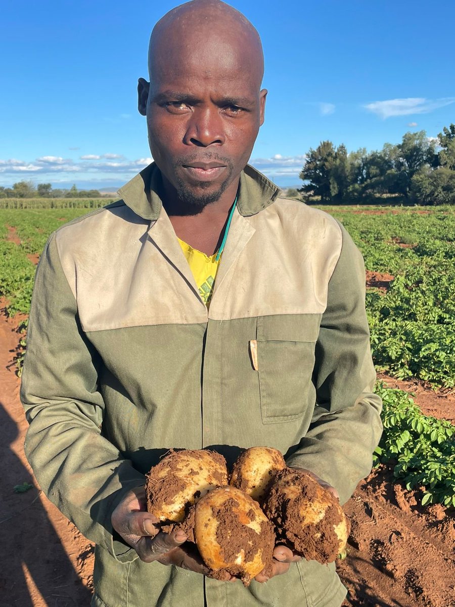 MatsaunyaneBame's tweet photo. When @ARCSouthAfrica said we will skill @nwpg_dard  farmers in potato production, we were not aiming for potjie potatoes, we meant business. #BokgoneBophirima was ready &amp; showed up!

#DitapoleTsaRonaDiDintle #SpudChronicles #SmallholderFarmerDevelopment https://t.co/nYdMvwBaMn