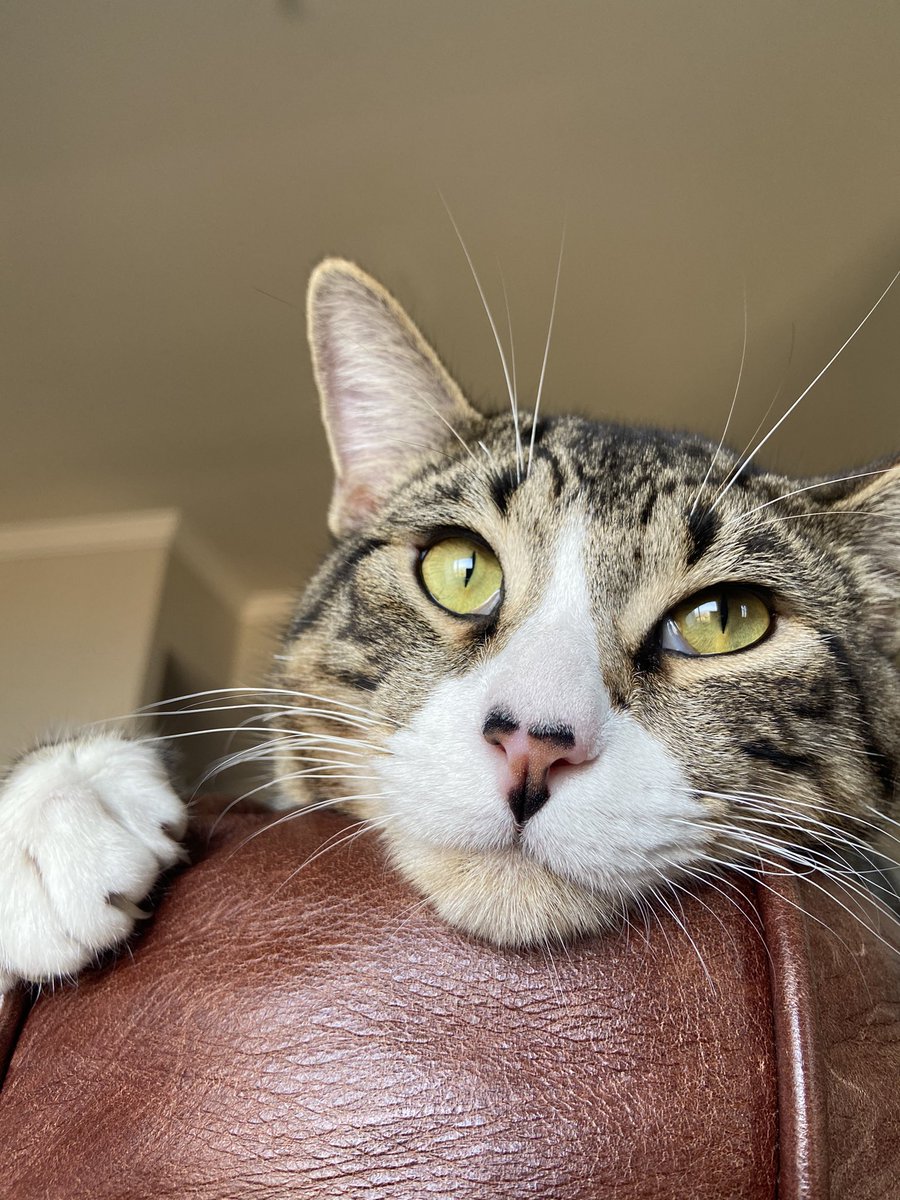 jaxthefeline's tweet photo. #photoshoot 🐈 https://t.co/2zwuiLx0jV