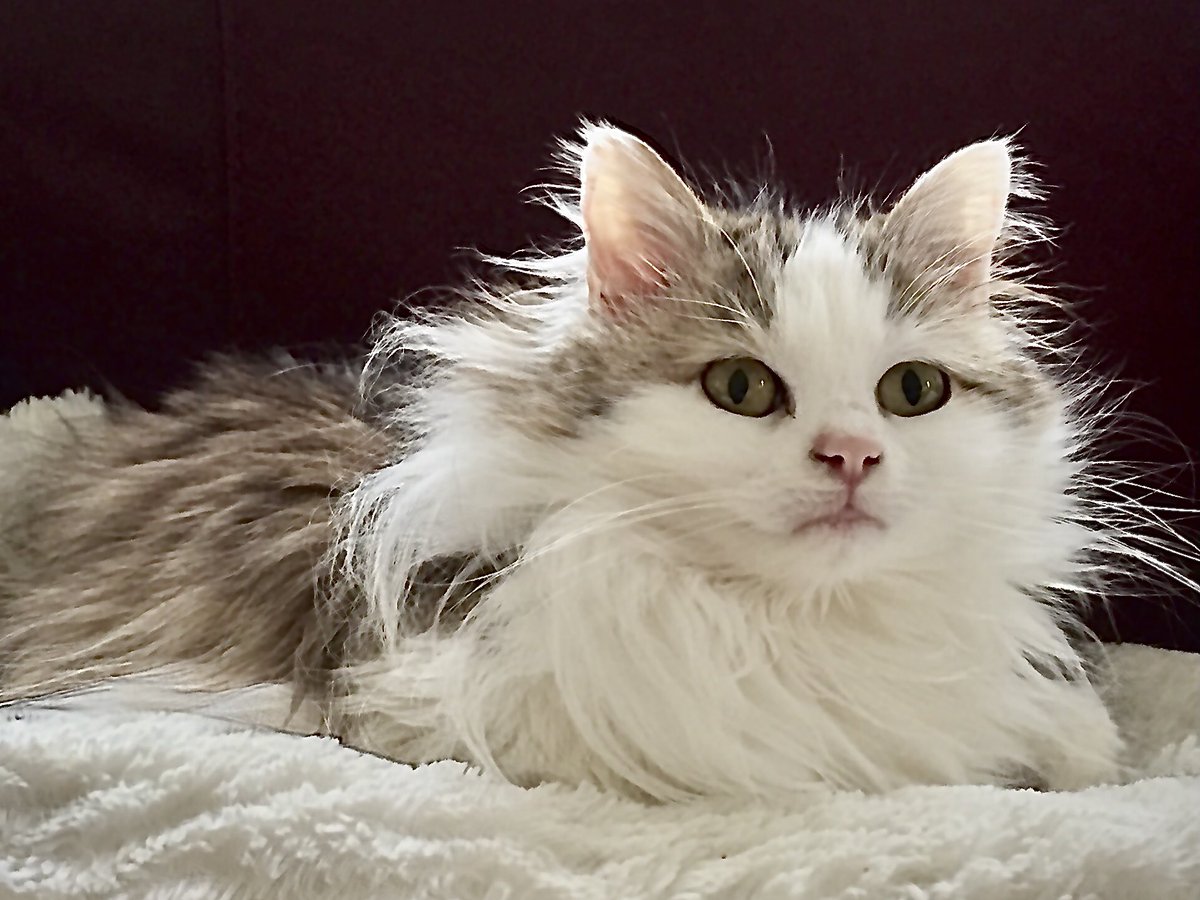 Aflame4Truth's tweet photo. #CatsOfTwitter #KittyFloof #LittleLion https://t.co/uoOanK3qmF
