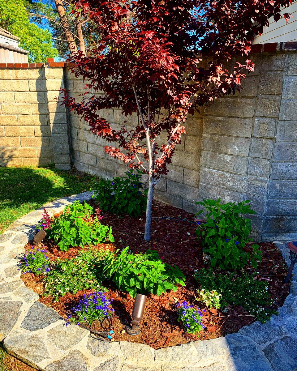 ThatJasPatrick's tweet photo. This tree was more than half dead and a bent up, leaning twig when we moved in. The bed was bare, sandy, cracked and barren.
I’m quite proud of the work we’ve done on the yard and gardens—this tree is really beautiful in person!
#savingtrees #makeitpretty #themgardens https://t.co/HIapbDkieM