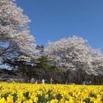 ツイートに含まれる画像