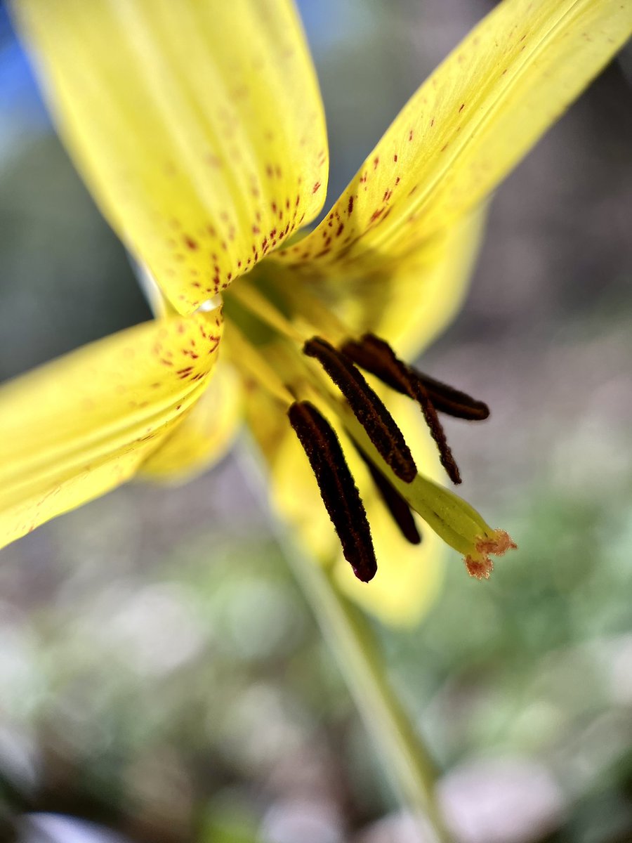 eshansen_2's tweet image. Yellow trout lilly, Rock Creek Park, Washington, DC
#springephemerals #rockcreekpark