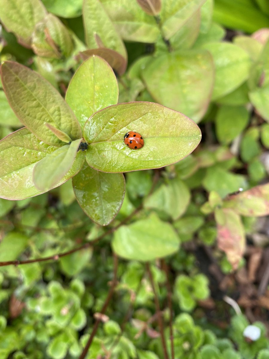 Bug life #ladybird #insects #summerscoming #gardening