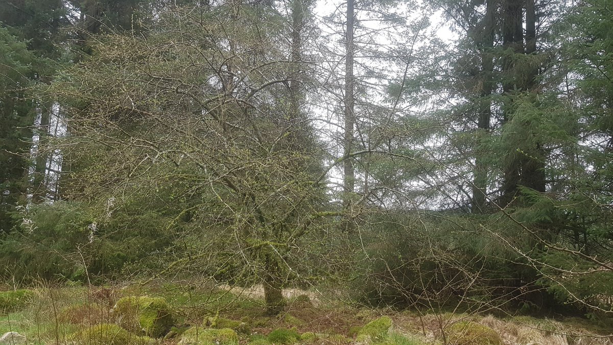 Galloway_FT's tweet photo. @gallowayglens @EadhaAspen @BordersForest @WoodlandTrust A quick visit to our specimen tree today and she's sprouting first leaves....pan right and low and behold, we missed the mothership! A lovely crab apple! So relieved to finally put this mystery to bed 😂 https://t.co/lxaBTBTIMj