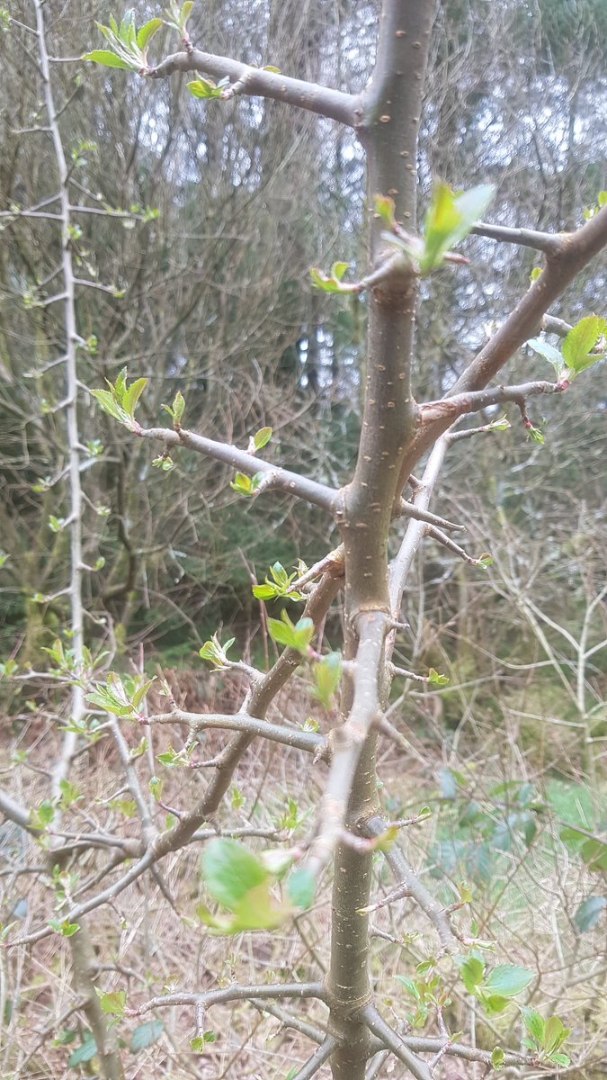 Galloway_FT's tweet photo. @gallowayglens @EadhaAspen @BordersForest @WoodlandTrust A quick visit to our specimen tree today and she's sprouting first leaves....pan right and low and behold, we missed the mothership! A lovely crab apple! So relieved to finally put this mystery to bed 😂 https://t.co/lxaBTBTIMj