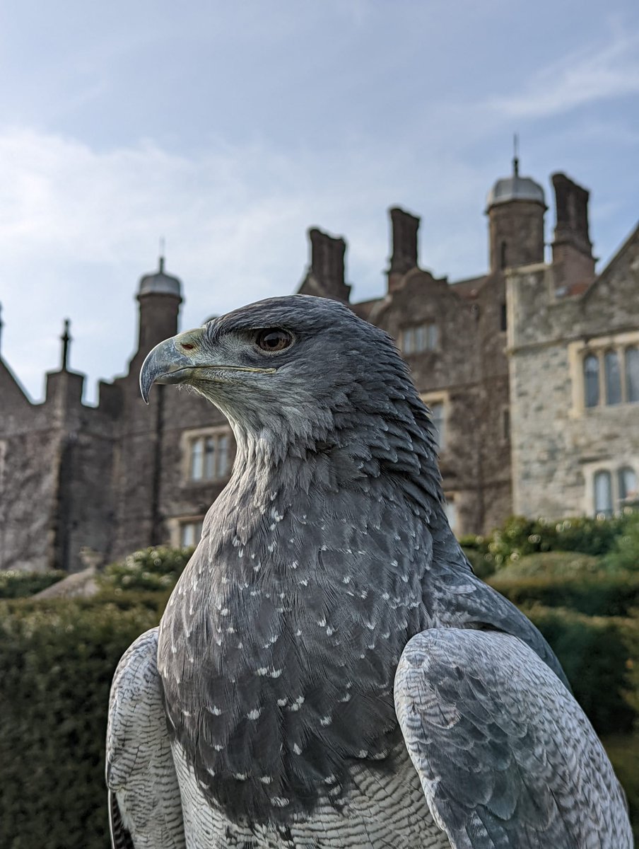 hawkingcentre's tweet photo. Moet knows how to work the camera 📸😆
Chilean Blue Eagles are very pretty Birds of Prey and are also known as a Black-Chested Buzzard Eagle🦅😲
#falconry #eagle #blueeagle #falconrylife #birdsofprey #london #wildlife #birdexperience #wildlifephotography #birdlife https://t.co/iIPTOmNeWL
