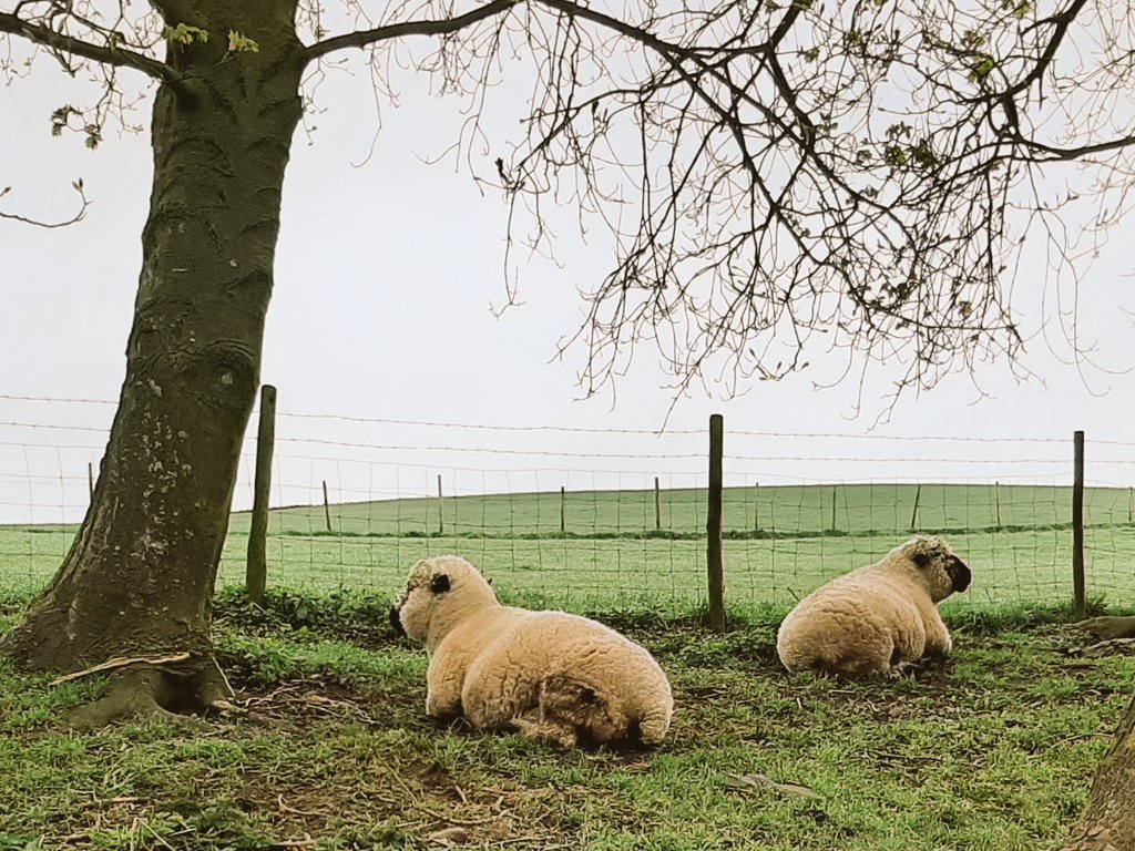 UniRdg_SustBE's tweet photo. Sheep of the North=#absoluteunits #endmoor https://t.co/FUiA1tVvxD