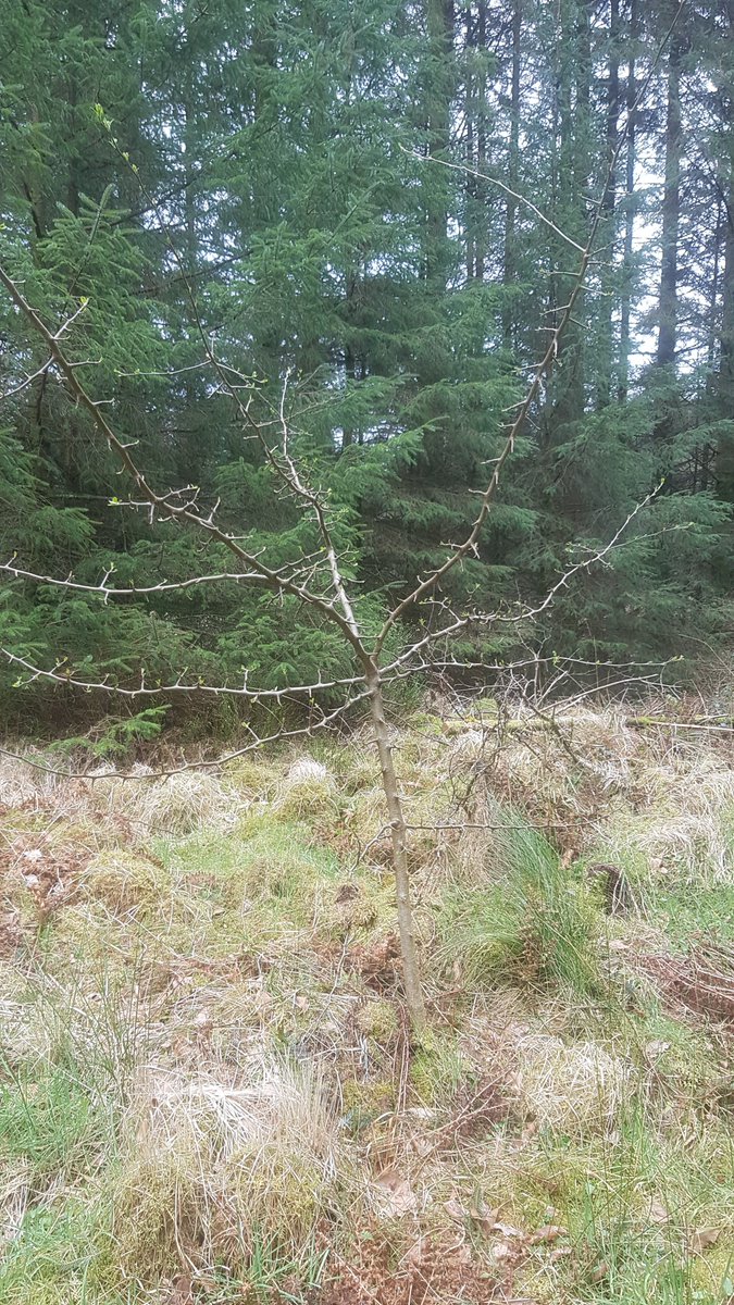 Galloway_FT's tweet photo. @gallowayglens @EadhaAspen @BordersForest @WoodlandTrust A quick visit to our specimen tree today and she's sprouting leaves but no blossom yet...pan right and low and behold, we missed the mothership! A beautiful crab apple tree! So relieved to finally put this mystery to bed... https://t.co/3r1mjLhPvE