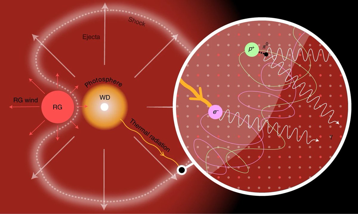The MAGIC telescopes detected the 2021 outburst of the nova RS Oph in very-high-energy gamma rays. Analysis of the emission provides evidence for the acceleration of protons within the nova shock. nature.com/articles/s4155…