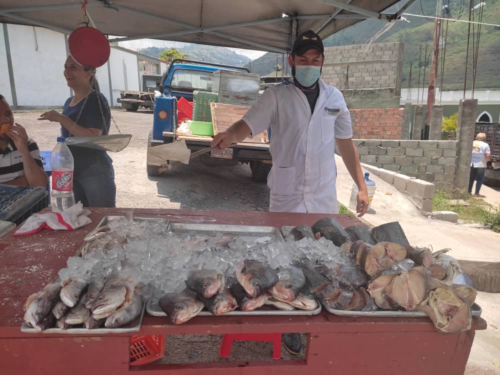 Insopescatach's tweet photo. Se activaron en los 29 municipios del estado distintos puntos de distribución de producto hidrobiológico
Acción conjunta Insopesca Táchira y la Gobernación del Táchira para cumplir con el lineamiento de nuestra Ministra de pesca y acuicultura @OlgaLuisaF #LlegoElPescadoNets https://t.co/PgecgGA1eV