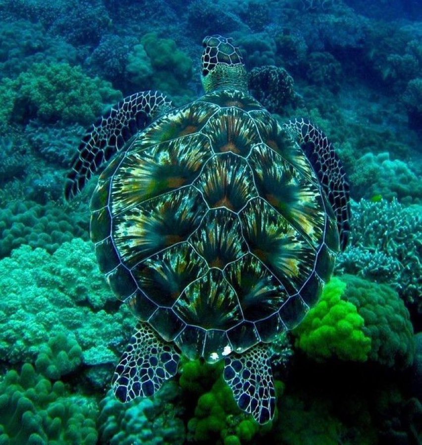 ninjasniperpon's tweet photo. 🐢 https://t.co/EsMVD0amgj
