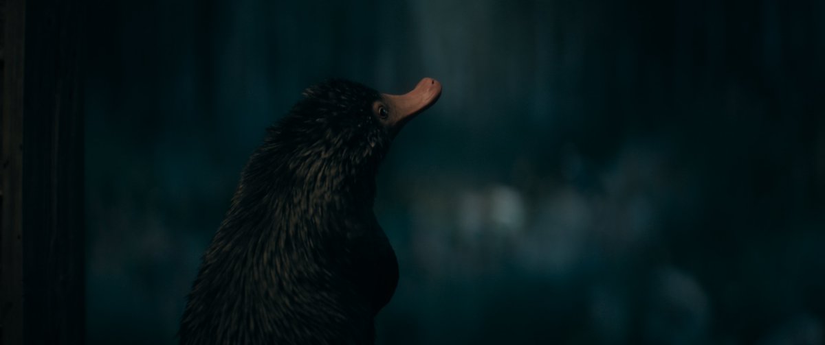 Fantastic Beasts UK tweet media