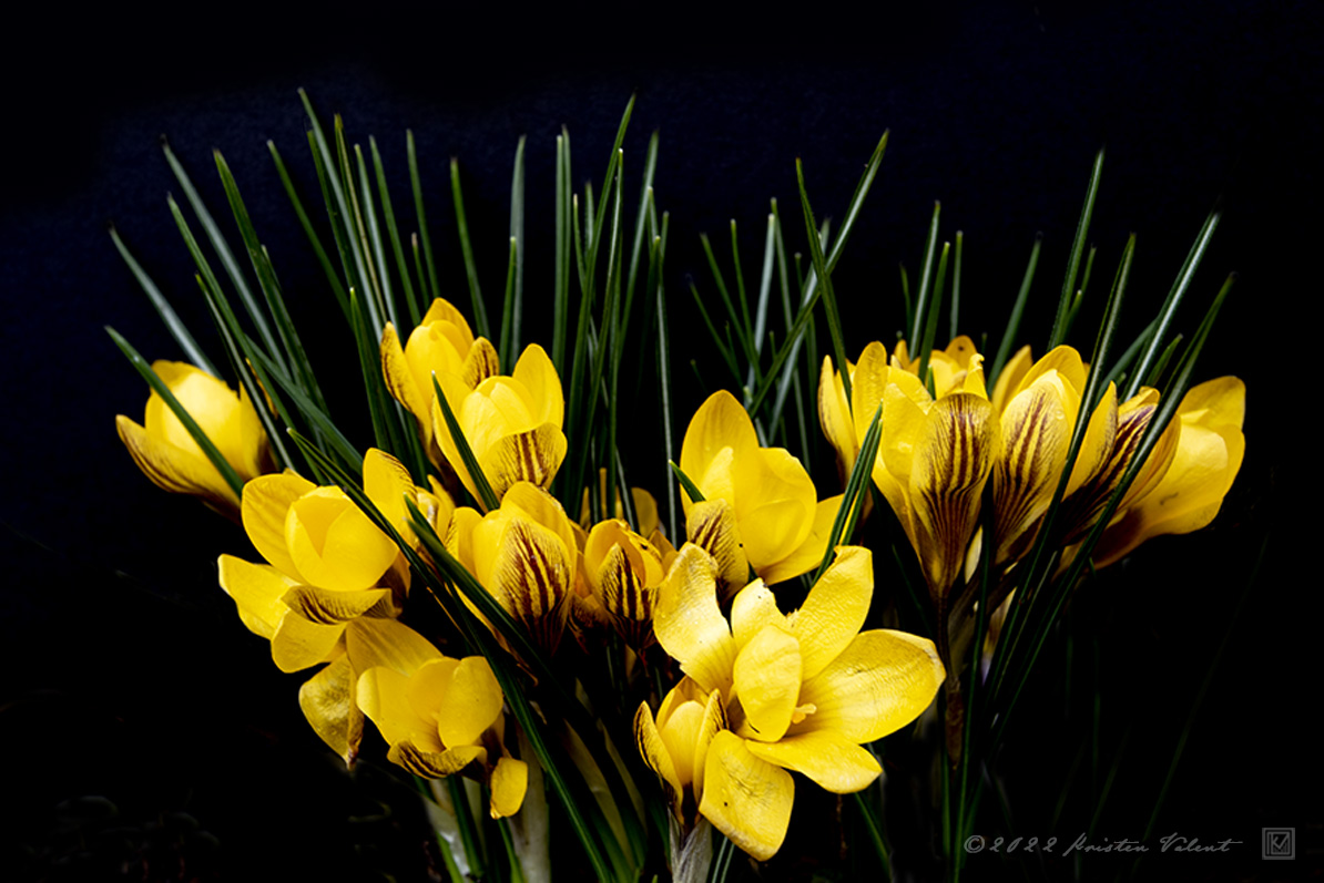KristenValent's tweet photo. GM! My farm is not only filled with animals, but also with flowers. Flowers are not only for beauty but also bring the bees that help to pollinate and grow crops to feed the human race. 

Find the sunshine today everyone.

#yellowcrocus #nftphotographer  

Private sale available https://t.co/s4FmBOXFAw