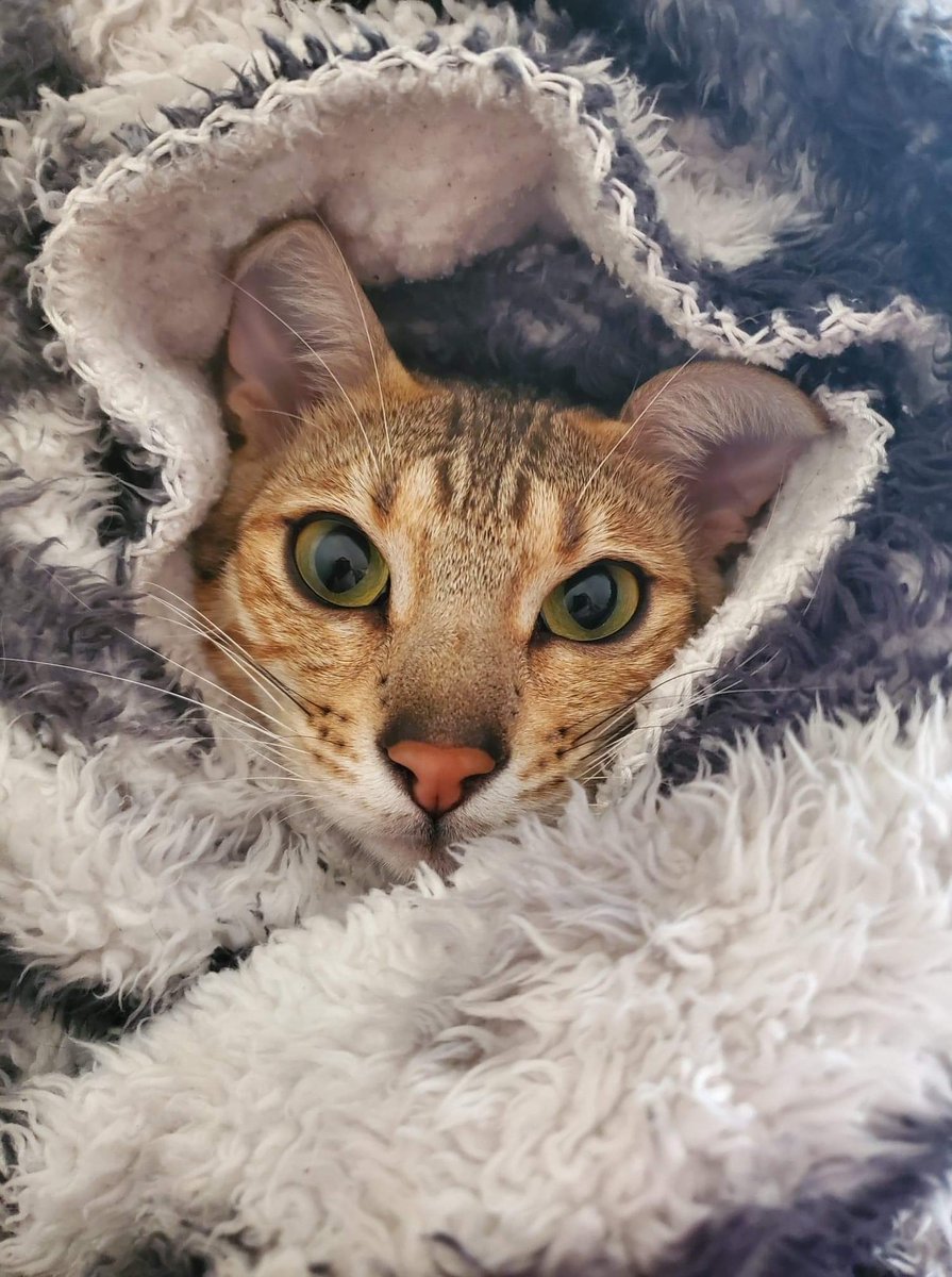 CatteryPetals's tweet photo. A Cheetoh purrito meet Brule https://t.co/r0UKnZfNe4