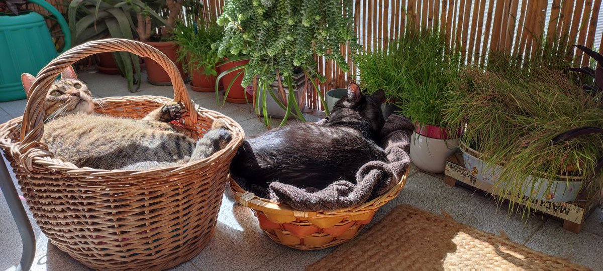 landru79's tweet photo. #Illitx &amp; #Arkasha sun bath https://t.co/QoPSEB2IDn