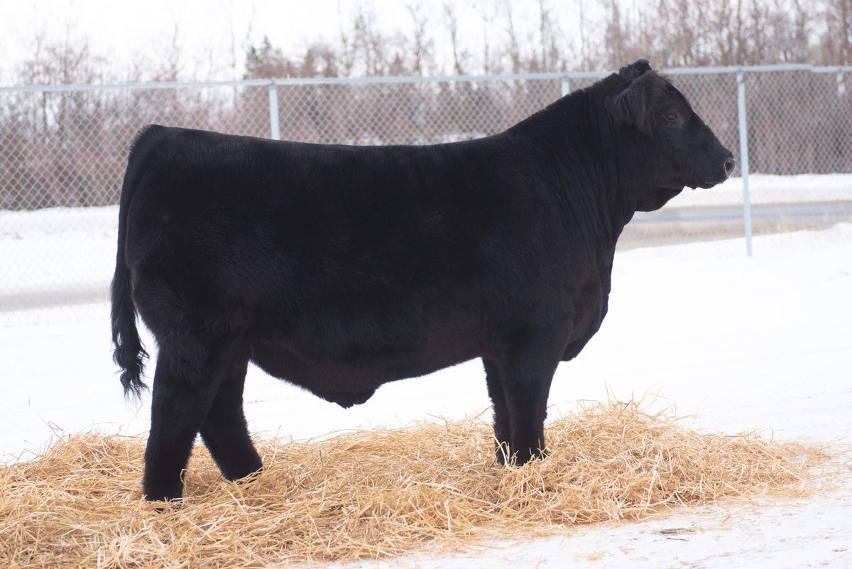 Semen available on JT Sixth Sense 32J now. The only Premonition son available in Canada