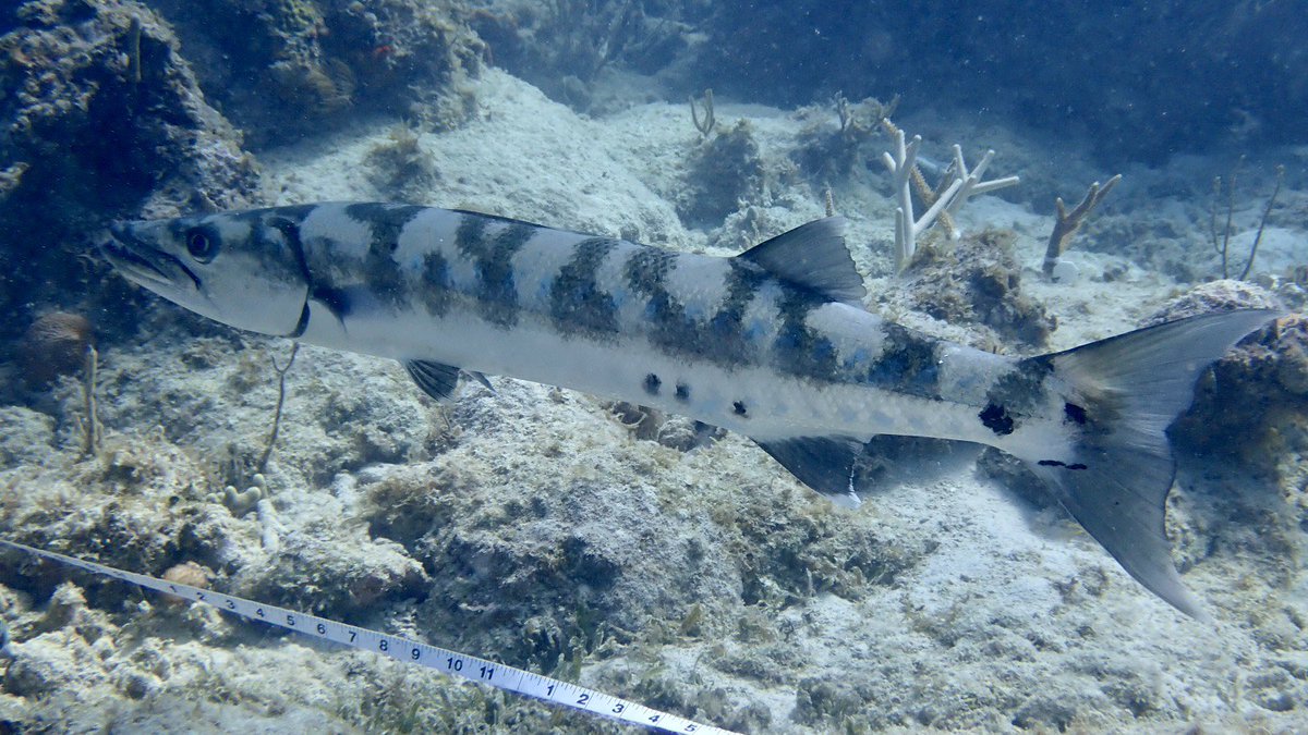 Happy Weakened REEF3D Project @ Culebra - Socieda de Ambiente Marino with Bayamon Innovation Center <a href="/TMobilePR/">T-Mobile Puerto Rico</a> &amp; E4 <a href="/5gnbiotlab/">5G & NB-IoT Innovation Lab</a> with <a href="/nuisxcorp/">NUISX</a> Tech Team <a href="/PRScienceTrust1/">Puerto Rico Science, Technology & Research Trust</a> <a href="/re3Dprinting/">re:3D</a> <a href="/msdevlatam/">Microsoft Developer Latinoamérica</a> <a href="/amigosdebayamon/">Amigos de Bayamón</a> <a href="/ramonluisrivera/">Ramon Luis Rivera</a> <a href="/JEMartel/">Jorge Martel</a> @herbertlewy <a href="/FrancesJRodz/">Frances J. Rodriguez</a> #team #5G