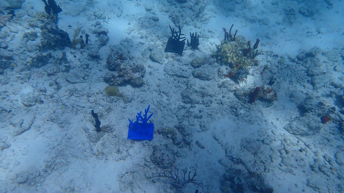 Happy Weakened REEF3D Project @ Culebra - Socieda de Ambiente Marino with Bayamon Innovation Center <a href="/TMobilePR/">T-Mobile Puerto Rico</a> &amp; E4 <a href="/5gnbiotlab/">5G & NB-IoT Innovation Lab</a> with <a href="/nuisxcorp/">NUISX</a> Tech Team <a href="/PRScienceTrust1/">Puerto Rico Science, Technology & Research Trust</a> <a href="/re3Dprinting/">re:3D</a> <a href="/msdevlatam/">Microsoft Developer Latinoamérica</a> <a href="/amigosdebayamon/">Amigos de Bayamón</a> <a href="/ramonluisrivera/">Ramon Luis Rivera</a> <a href="/JEMartel/">Jorge Martel</a> @herbertlewy <a href="/FrancesJRodz/">Frances J. Rodriguez</a> #team #5G