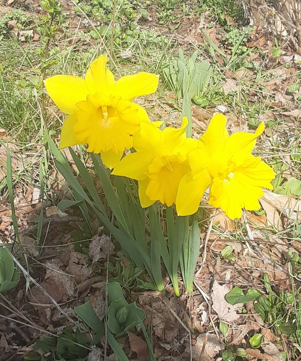 TweeterTestser's tweet image. Spring has Sprung