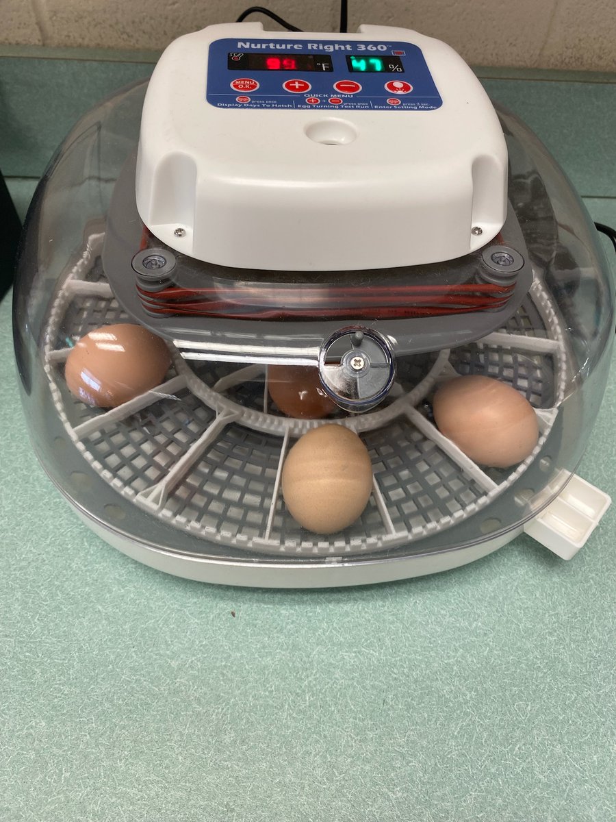 Kim Logan (@kim54547533) on Twitter photo My students <a href="/weRweaver/">Weaver Elementary</a> are LOVING the embryology program! Today we had a special visit from Farmer Chris and one of her hens. #science My students <a href="/weRweaver/">Weaver Elementary</a> are LOVING the embryology program! Today we had a special visit from Farmer Chris and one of her hens. #science