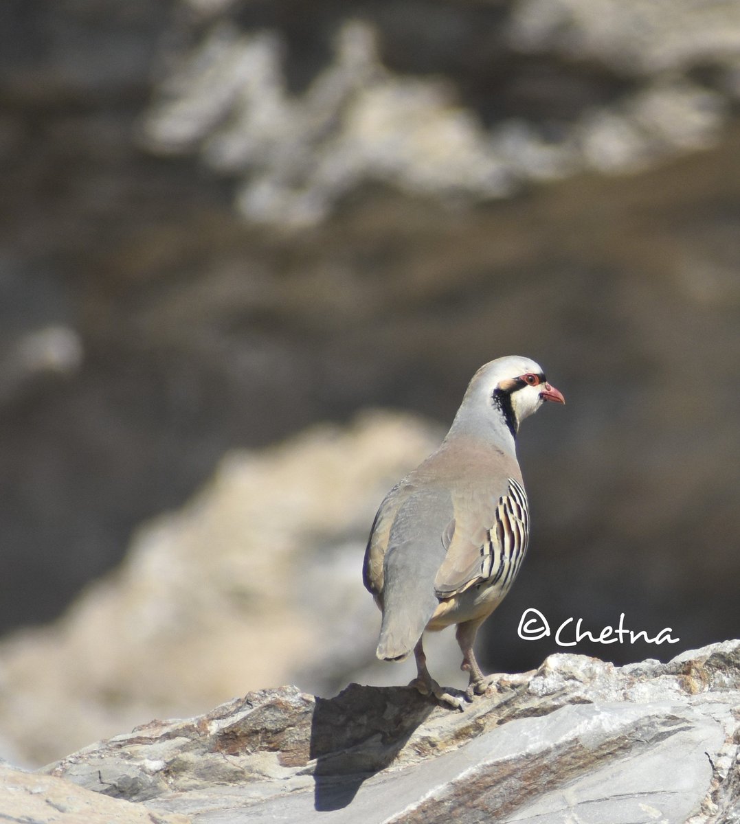 Chukar partridge(Alectoris chukar)
#RuggedHabitat
#DustBath
#HighAltitudePhotography