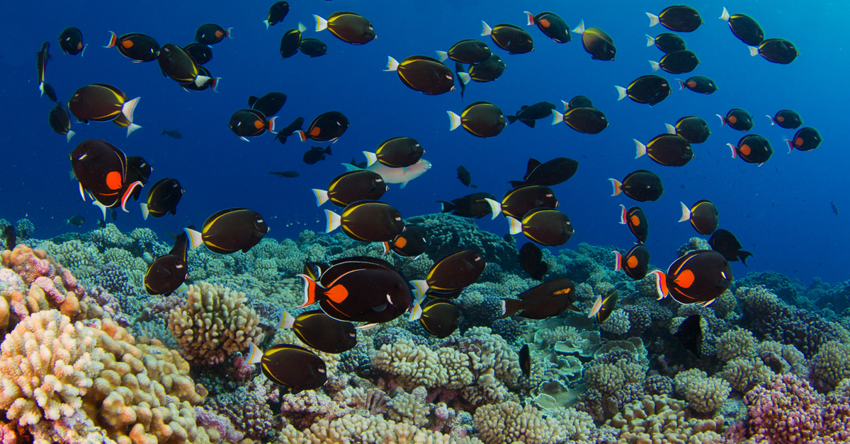 We are honored to be one of the founding partners of the 2030 Island-Ocean Connection Challenge! Healthy islands mean healthy reefs, oceans and communities. 
Learn more:
tinyurl.com/bdhh2bxd
#OurOcean #OurOceanPalau #IOChallange