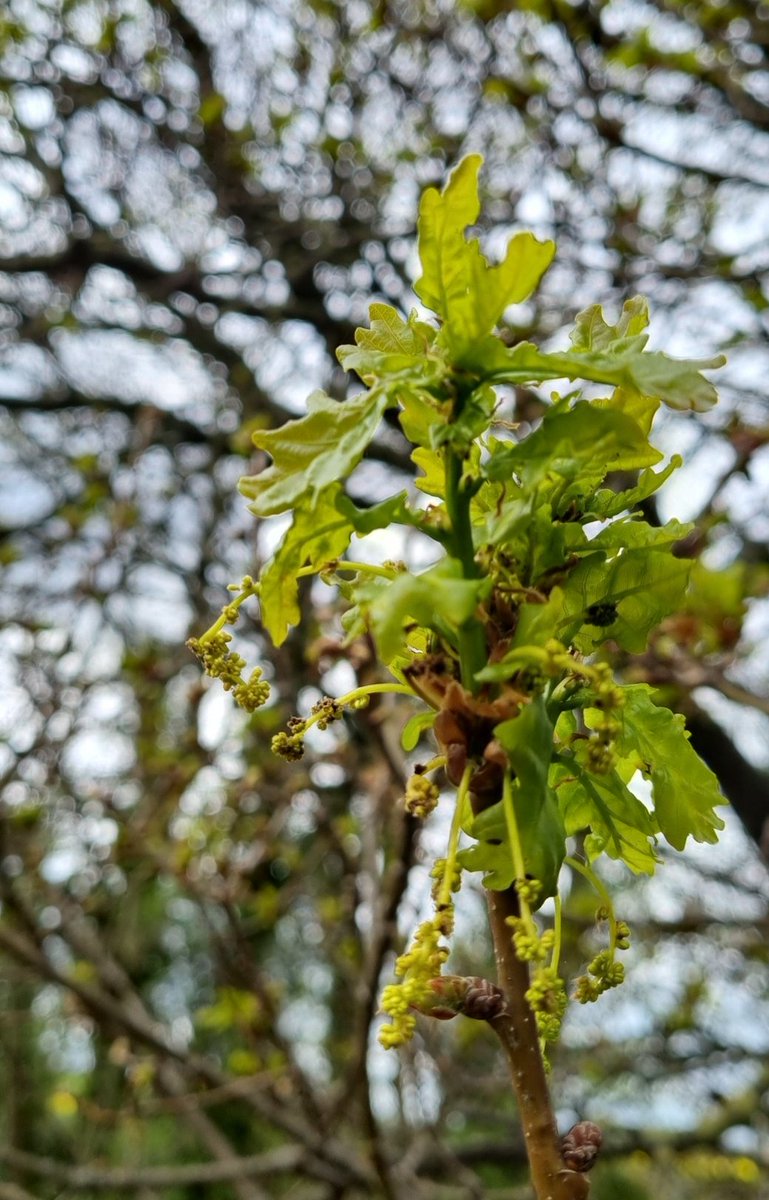 bbsjk9's tweet photo. I'll take that as Oak before Ash #spring #cider #Herefordshire https://t.co/HLmXZpdSdj