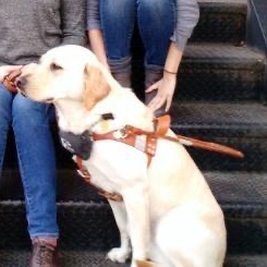 meredithmwrites's tweet photo. It’s time for a PSA about what #guidedogs actually look like.

Yesterday I tried to go to a store with my guide dog and the store owner argued with me for around 15-20 minutes about whether my dog was real. This person thought all service dogs wore a fabric vest. 1/🧵 https://t.co/0UmHxa5XyV