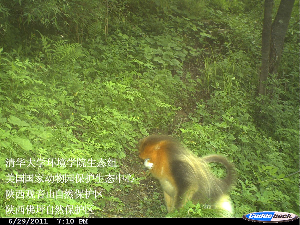 Golden snub-nosed monkey (Rhinopithecus roxellana)