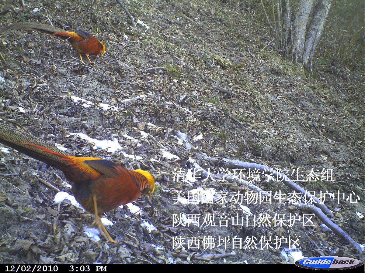Golden pheasant (Chrysolophus pictus)