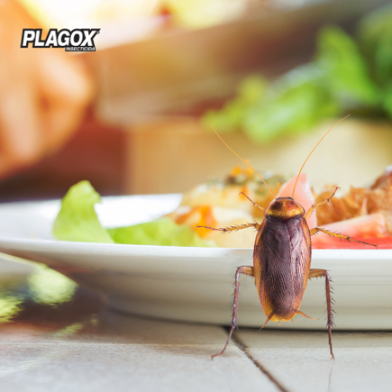 plagoxrd's tweet photo. ¿Visitas inesperadas? 
Te contamos la solución. Mira abajo.

3️⃣

2️⃣

1️⃣

¡Usa Plagox insecticida!

 #Plagox #AcábalasConPlagox #AdiósALasPlagas https://t.co/H8z0KobE2H