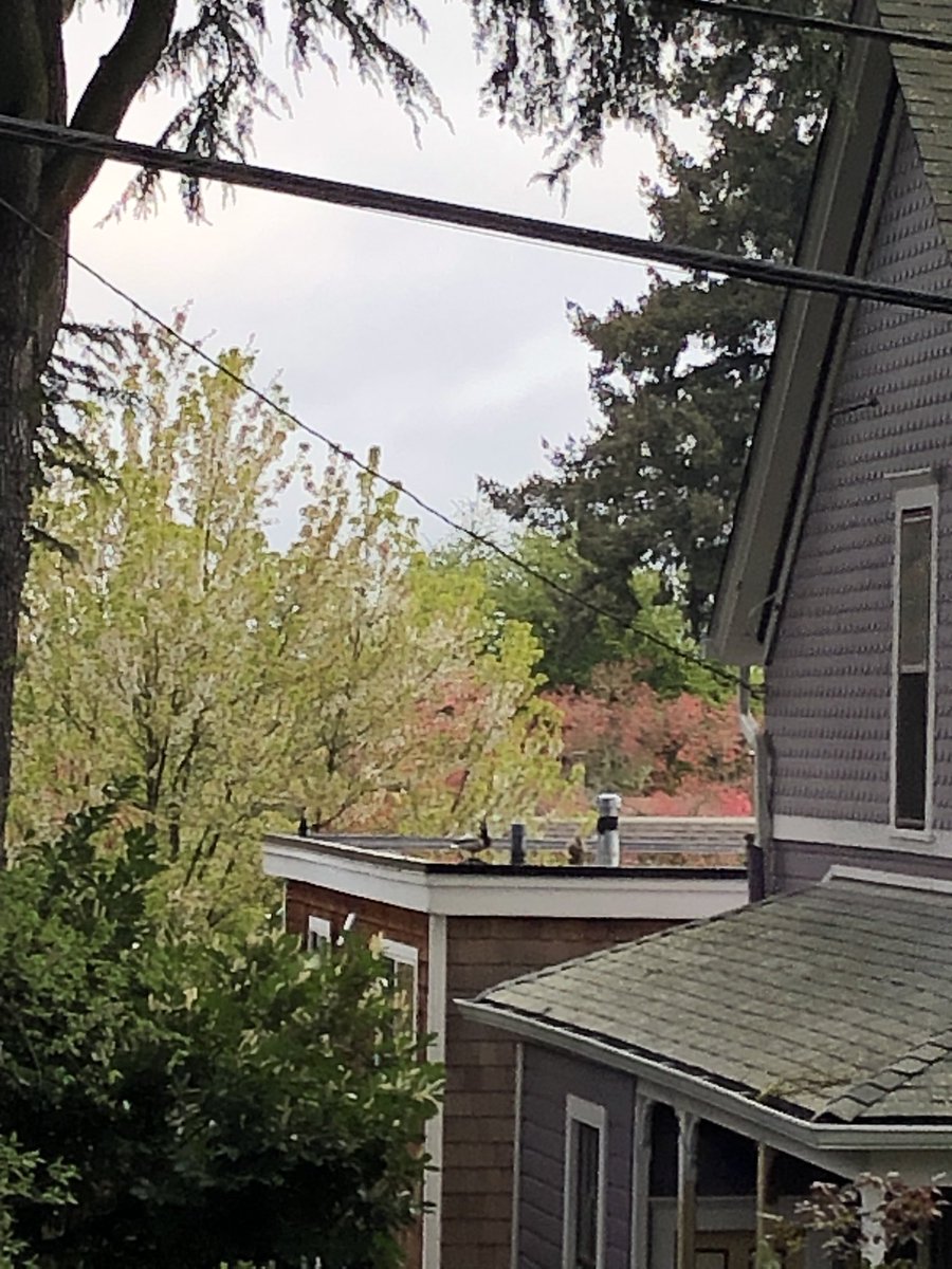 KevinWall1's tweet photo. My neighbor’s roof has turned into a pond WITH ducks https://t.co/jDrx6BUrtK
