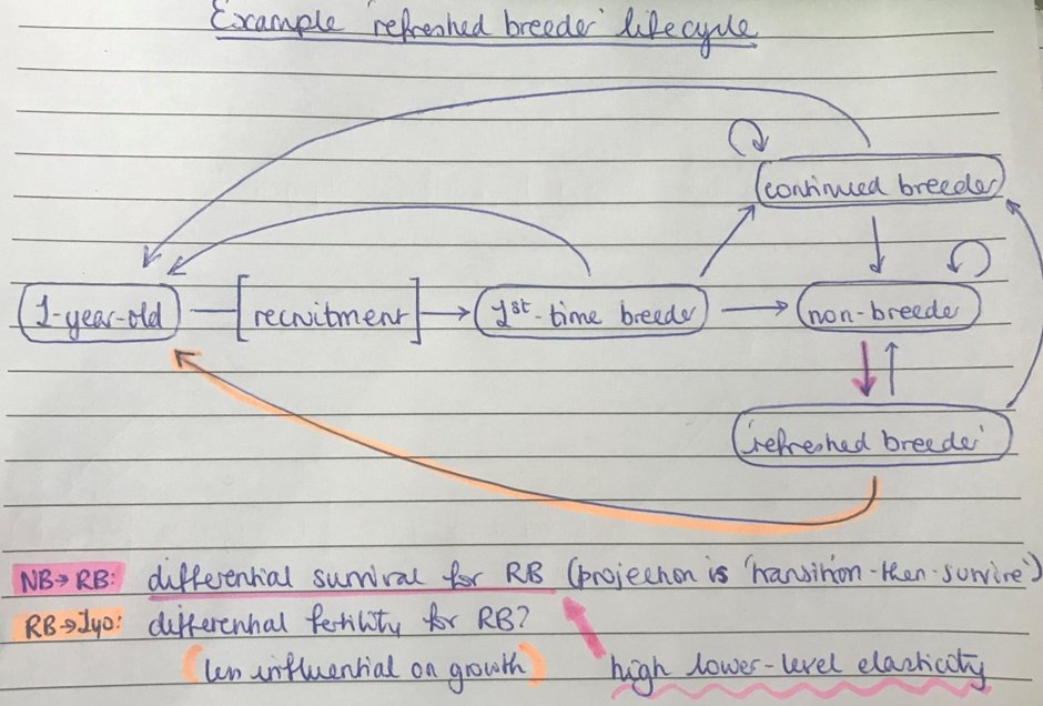 5 #BOU2022 #Sesh6 We then created a life cycle with a ‘refreshed breeder’ stage (for the time-step following non-breeding): transitions in/out of this stage can strongly influence population growth, mostly due to the possibility of differential survival of refreshed breeders