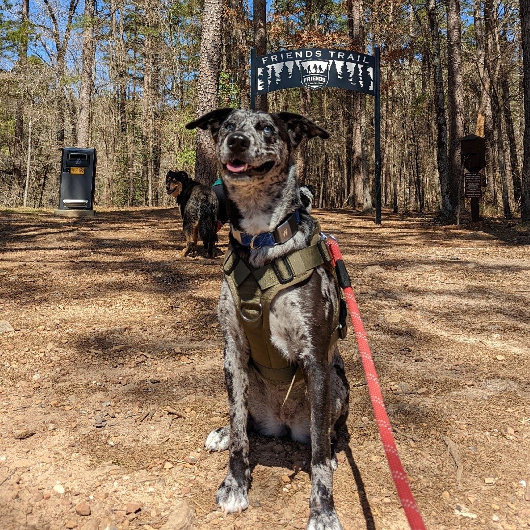 lissaurous's tweet photo. ADOPT, ADOPT, ADOPT! It'll be the best decision you'll ever make! I love my sweet girl 💖 https://t.co/QeJb9yrlKw