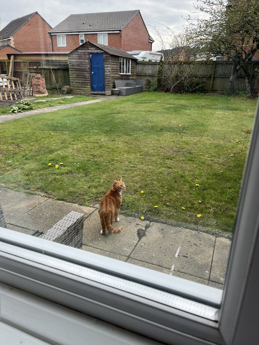 jmagee105's tweet photo. @sarahk0905 @trevorlarge everyday the same cat tries to get into my house and he looks very familiar. I know how this story goes… 🐈 🤣 https://t.co/GgZkUG3fmU
