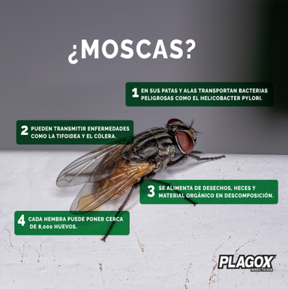 plagoxrd's tweet photo. Estas son las razones por las que debes tomar precauciones con las moscas en torno a tu comida.

Evita que vaya  a mayores.
¡Acábalas con Plagox!

 #Plagox #AcábalasConPlagox #AdiósALasPlagas https://t.co/hEEV52P9FT