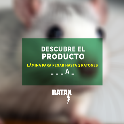 plagoxrd's tweet photo. Este producto te ayudará a sacar de casa a esos roedores que se han adueñado de tu casa o negocio.

¿Sabes cuál es?
Te leemos en los comentarios.

 #Plagox #AcábalasConPlagox #AdiósALasPlaga https://t.co/CNWQLa88rk