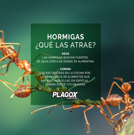 plagoxrd's tweet photo. ¿Hormigas indeseables en casa?

Si ves algunas cercas de un grifo o comida, quizás haya una infestación en el área.

¡Acábalas con Plagox!

 #Plagox #AcábalasConPlagox #AdiósALasPlagas https://t.co/S2PIfOanvh