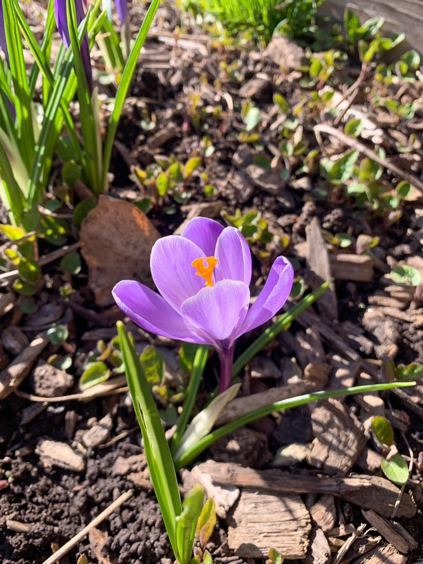 UCC_Community's tweet photo. No need to wait for April showers to bring May flowers โ they're already here!
๐ธ: Sufian A.
#UCCCommunity #SeeUCC https://t.co/HYH9Es4Js2