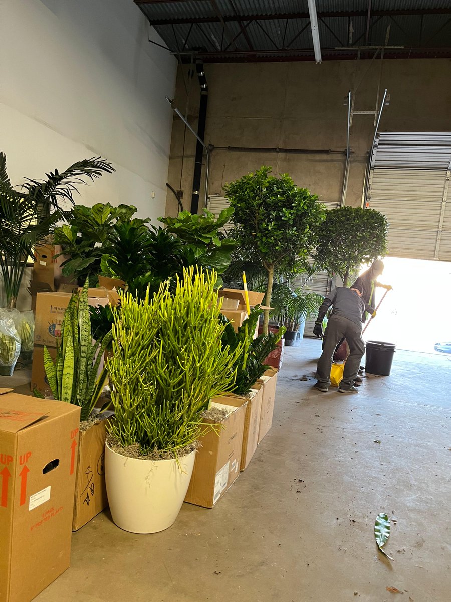 NaturaHQ's tweet photo. Our Dallas warehouse is packed full of gorgeous plants that are ready to enhance many new spaces!π
#stayPLANTED #KEEPitREAL #PEOPLETHRIVE #Natura #plants #indoorplants #officeplants #plantlovers #plantpeople #plantsmakepeoplehappy #dallasfortworth #texas #green #thrive #design https://t.co/jWoJ4xzH9d