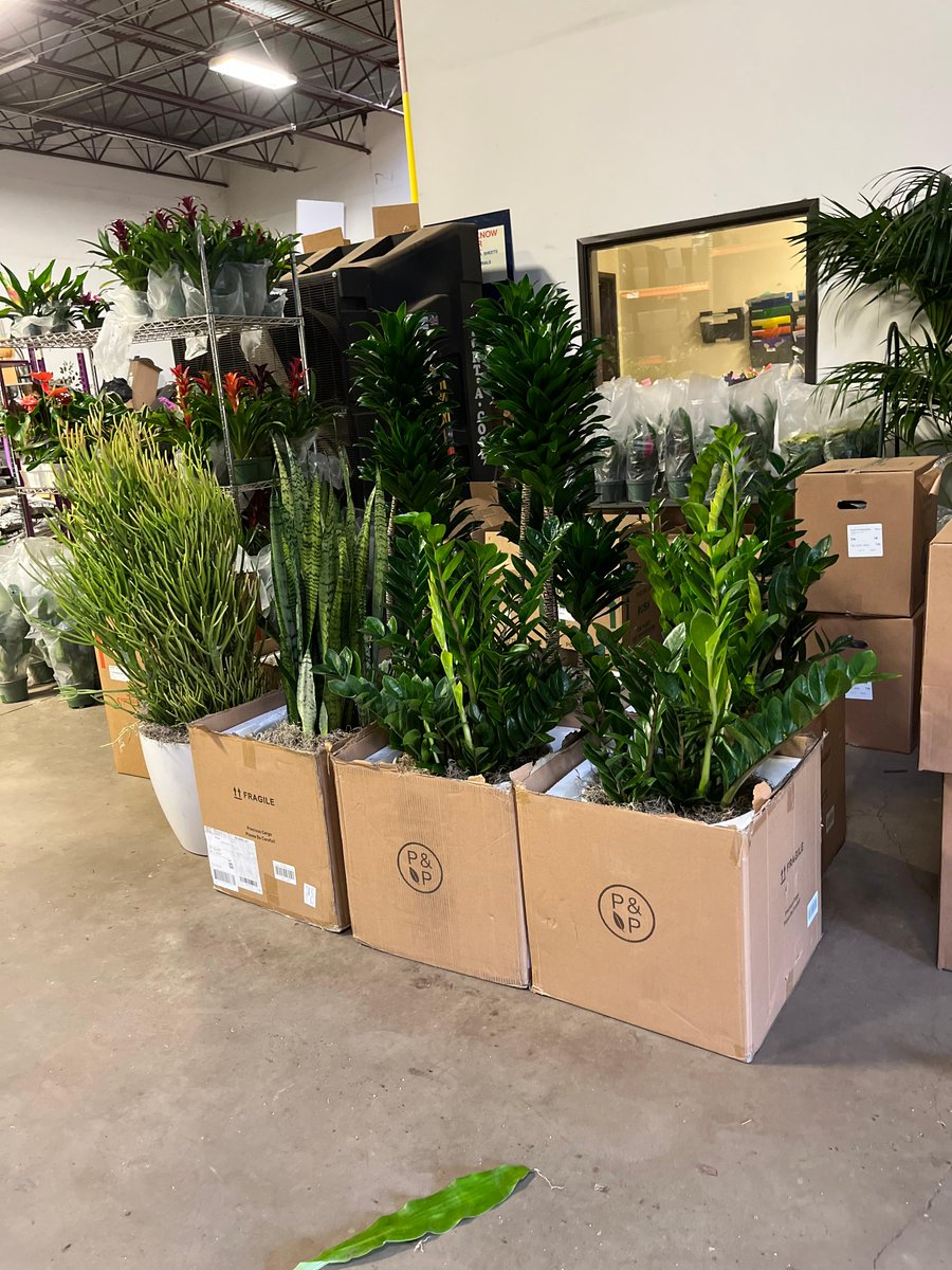 NaturaHQ's tweet photo. Our Dallas warehouse is packed full of gorgeous plants that are ready to enhance many new spaces!π
#stayPLANTED #KEEPitREAL #PEOPLETHRIVE #Natura #plants #indoorplants #officeplants #plantlovers #plantpeople #plantsmakepeoplehappy #dallasfortworth #texas #green #thrive #design https://t.co/jWoJ4xzH9d