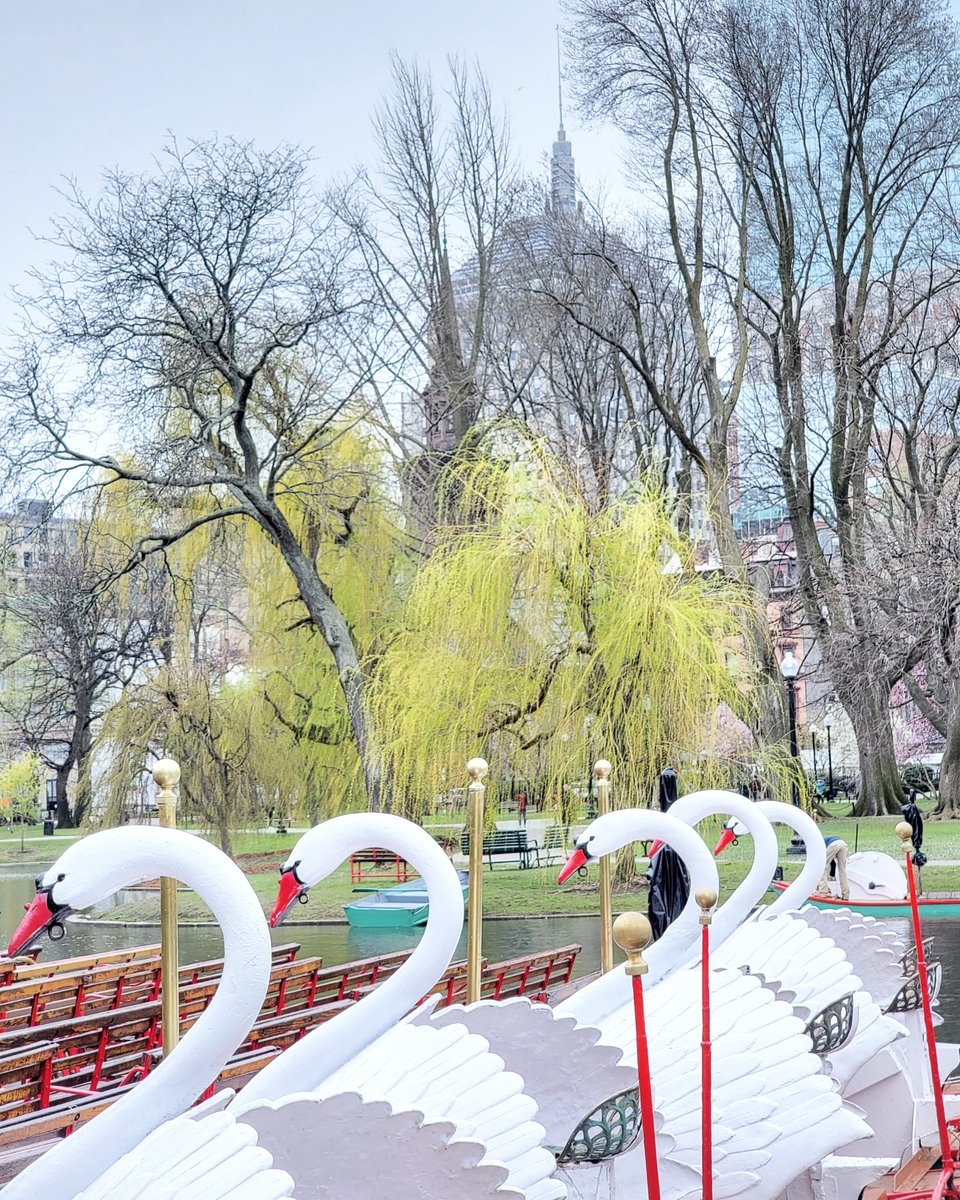 ALERT: The Swan Boats have made their annual return to Boston Public Garden today.

❤