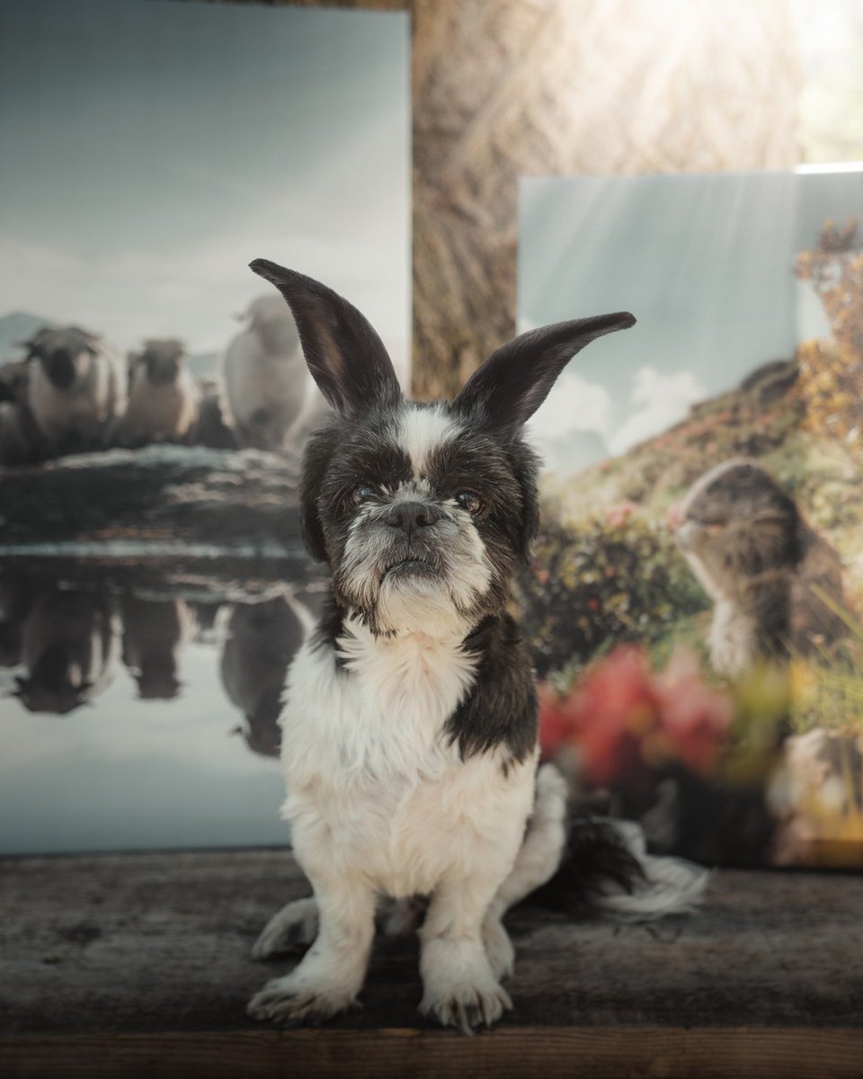 Hoppy Easter 🐰🎁 20% Rabatt auf alle Bilder unter zpr.io/gAHqe mit Code: OSTERN22 

*Gutscheincode gültig bis 18.04.22