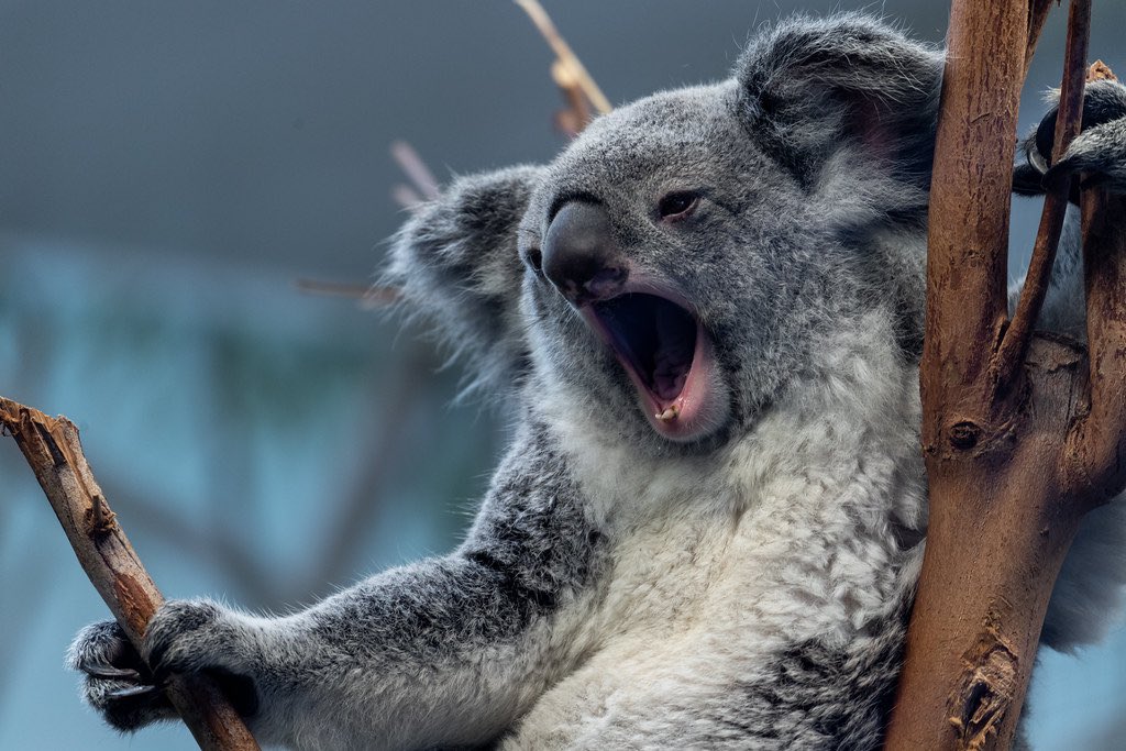 lassoleil's tweet photo. ted lasso as koalas: a cute thread 🐨 #TedLasso https://t.co/s2scabRv1p