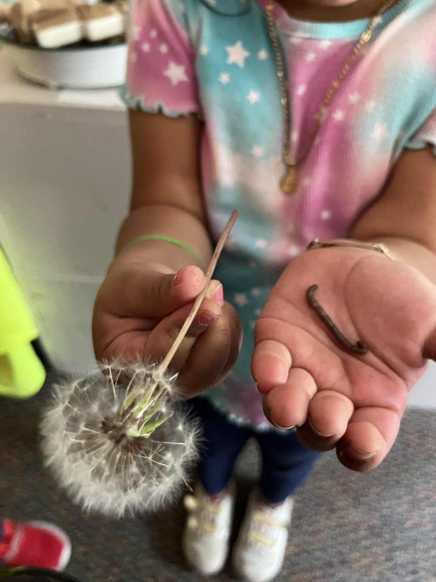 RCPS_EarlyLearn's tweet image. Playground findings
#playgroundscience #science #earthworms #dandelion #dph #pat