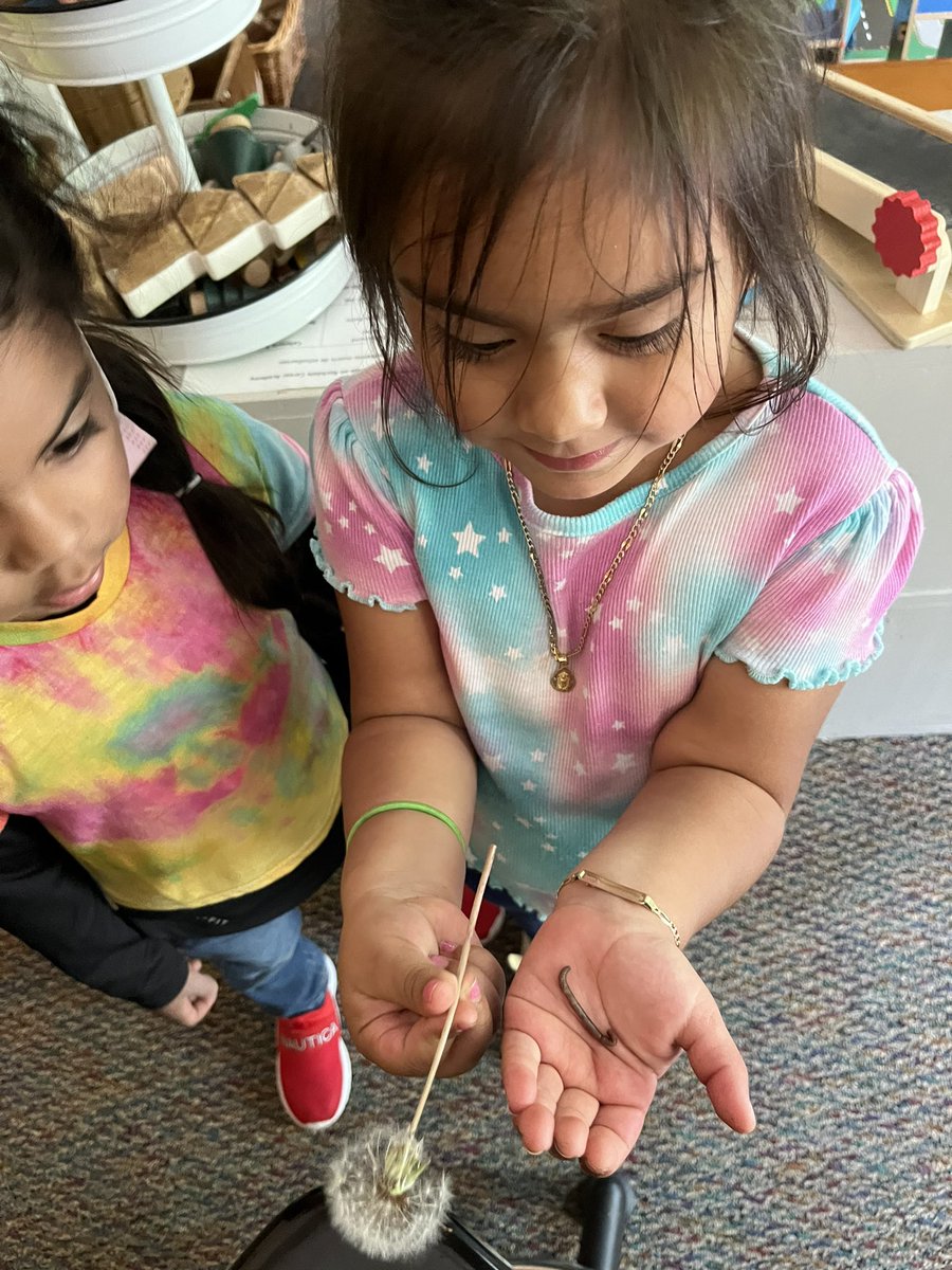 RCPS_EarlyLearn's tweet image. Playground findings
#playgroundscience #science #earthworms #dandelion #dph #pat