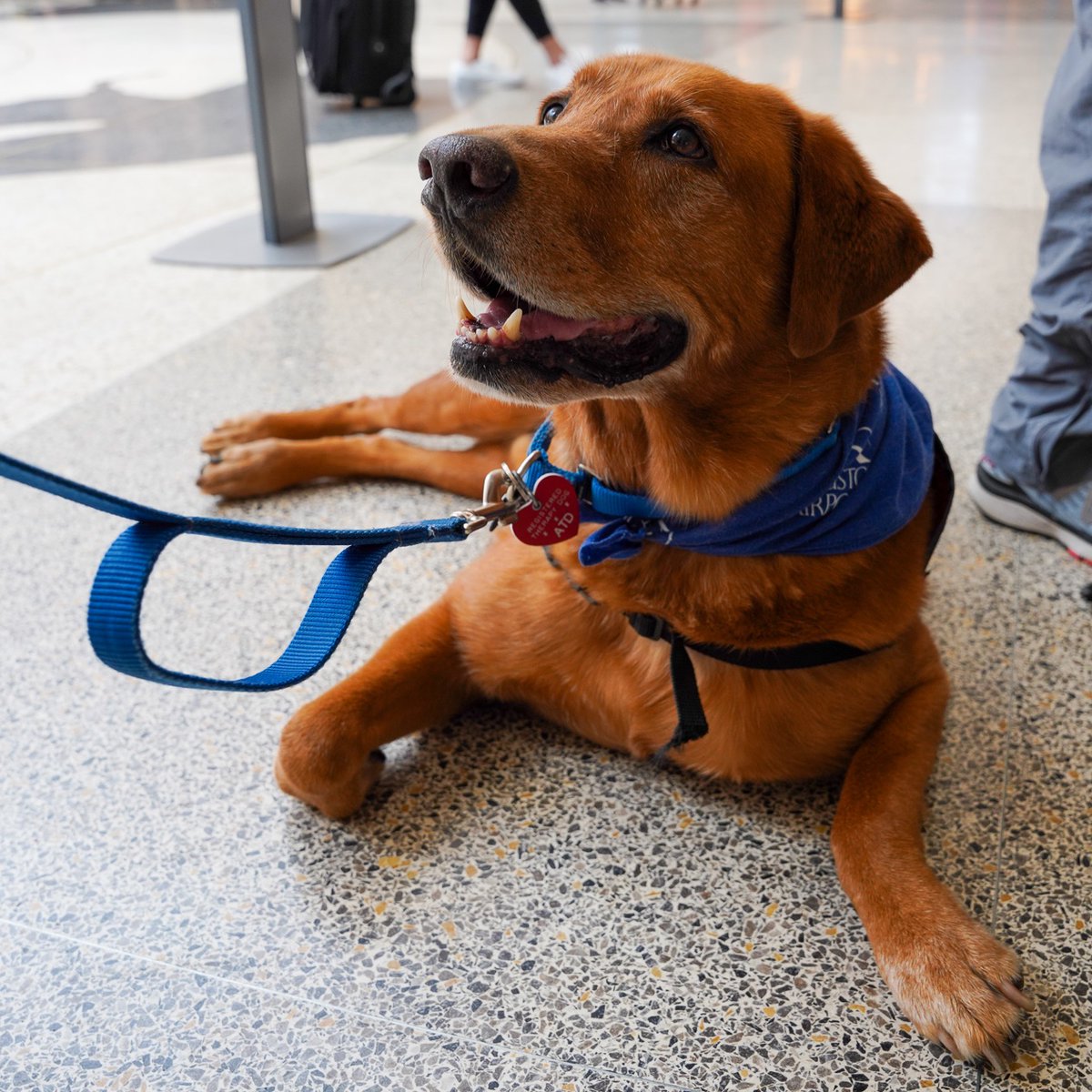 iah's tweet photo. You know it's going to be a pawsitive day 🐾 when you see the #IAHTherapyDogs at the airport 🙌 Say hi to our friends today at noon 👋 https://t.co/XvIzVu7deU